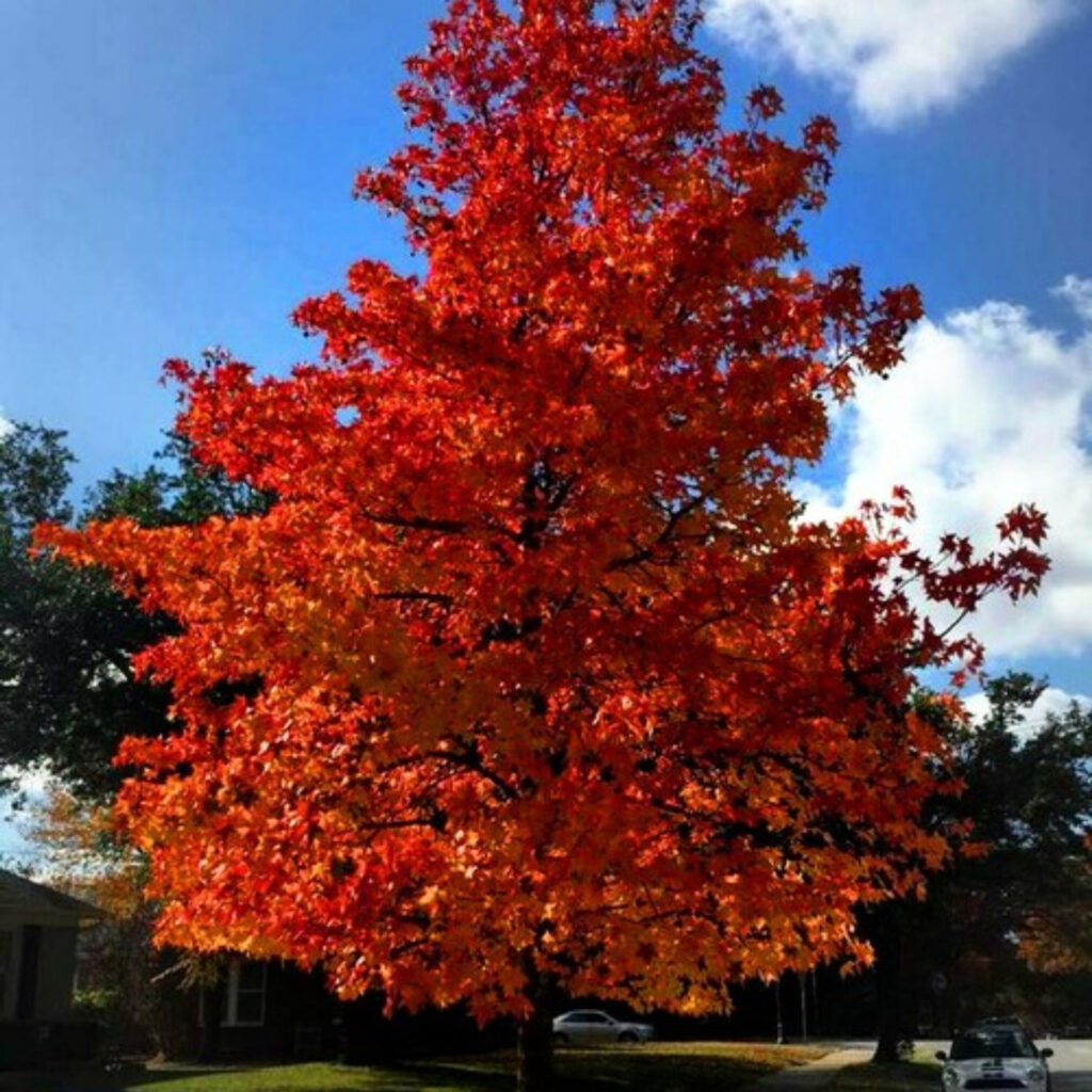 Buy Sweetgum trees today