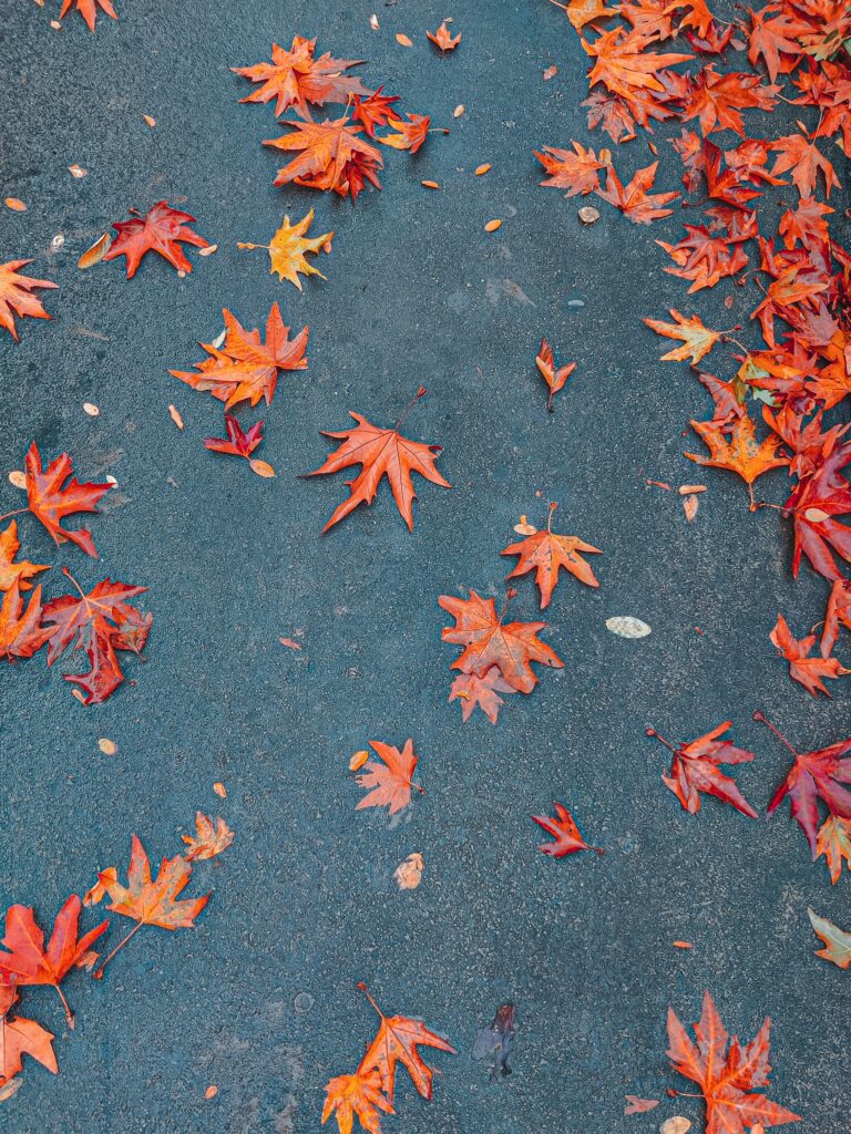 Buy sugar maple