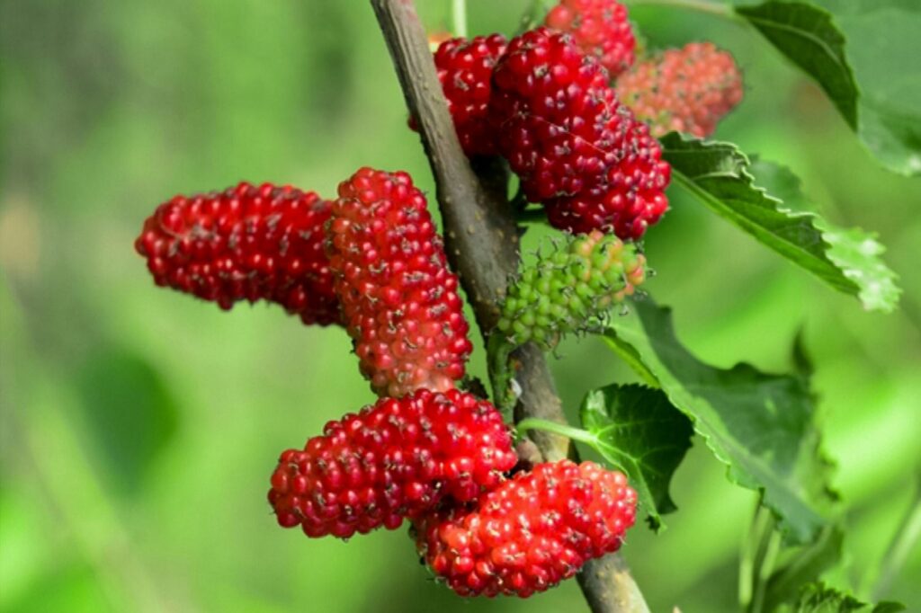 Mulberry tree