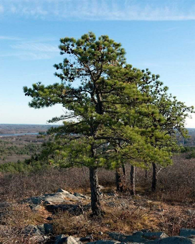 Pitch Pine Tree
