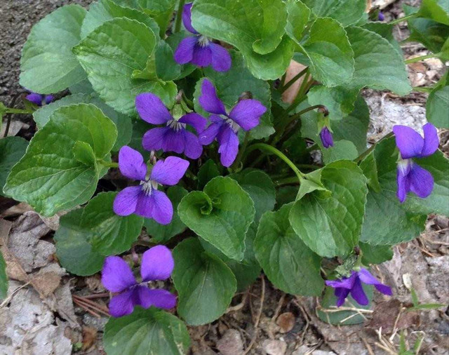Purple violets buy