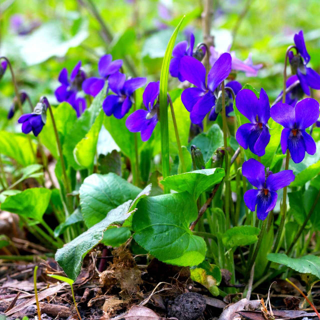 Purple violets top