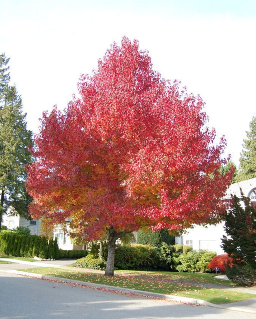 Sweetgum tree