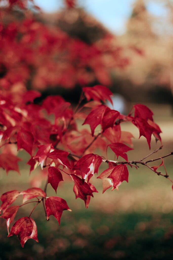 Top sugar maple tree