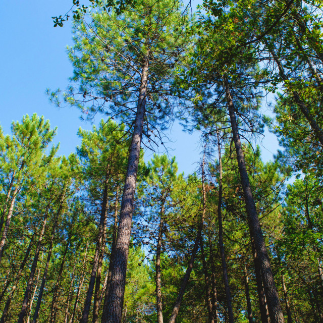 Virginia Pine Tree