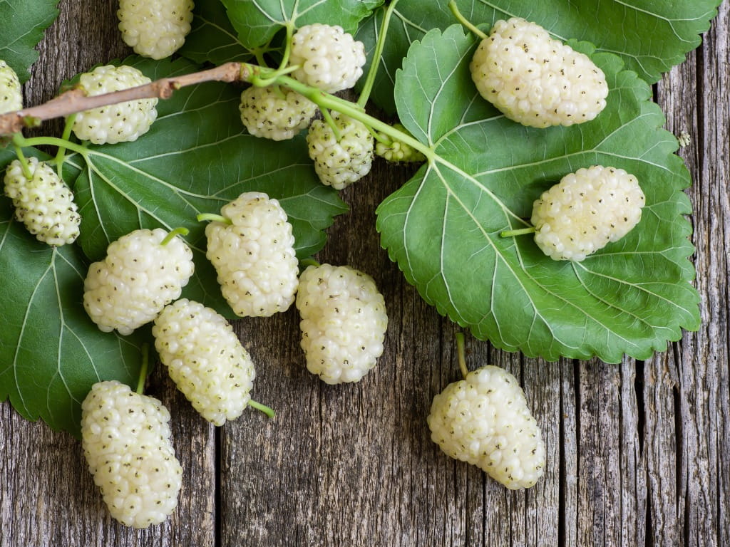close up of white mulberry tree