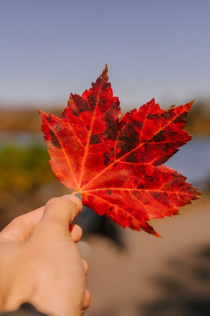 maple trees for sale