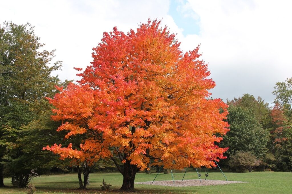 sugar maple tree on sale